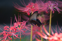 古刹にて・１５/◆新・花・草木+α