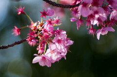 桜2題・２/私的花・草木