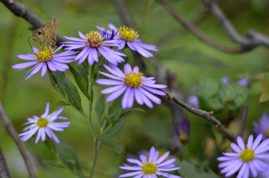 花・草木＋α/セセリ２題　②