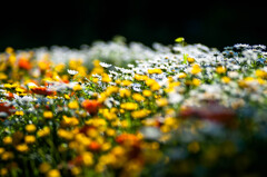 花壇の花たち/私的花・草木