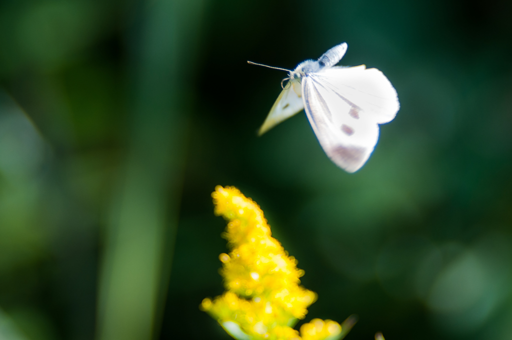 モンシロ飛翔/(新)花・草木＋α