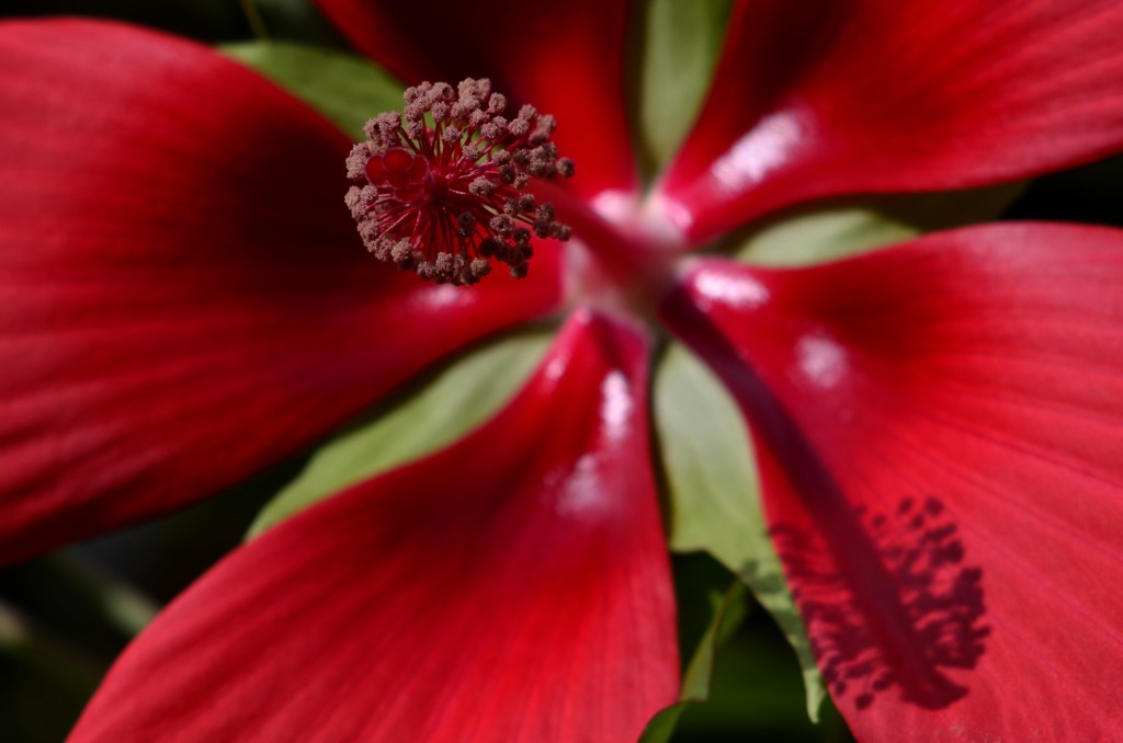 花・草木