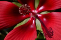 花・草木