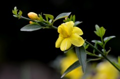 花・草木