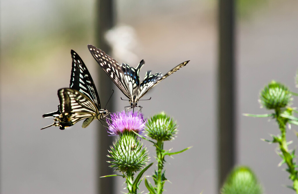 仲良くお食事 / 私選二頭撮り