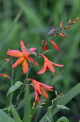 花・草木