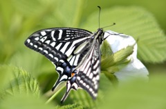 アゲハの表裏２題　①/花・草木＋α