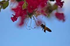 頭上のハチ　２題①/花・草木＋α