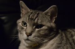猫/ライティングをしてみました！