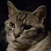 猫/ライティングをしてみました！