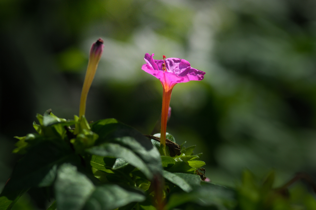 白粉花は