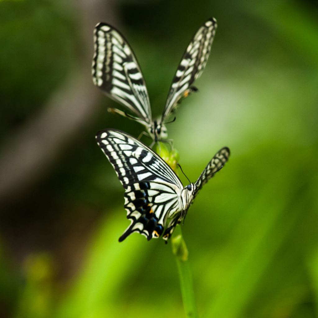 アゲハ二頭撮り/(新)花・草木+α