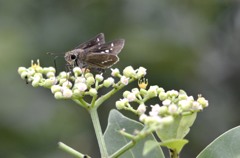 花・草木＋α/セセリ蝶３題　①
