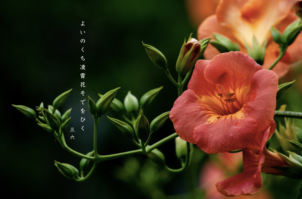 私的写真句