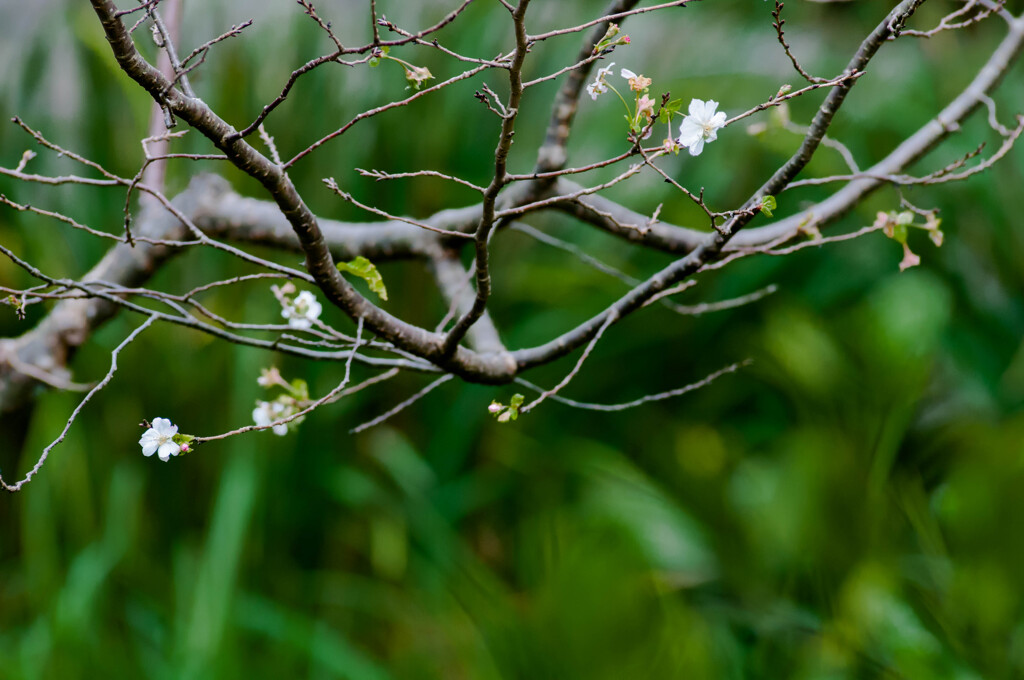 10月桜