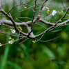 10月桜