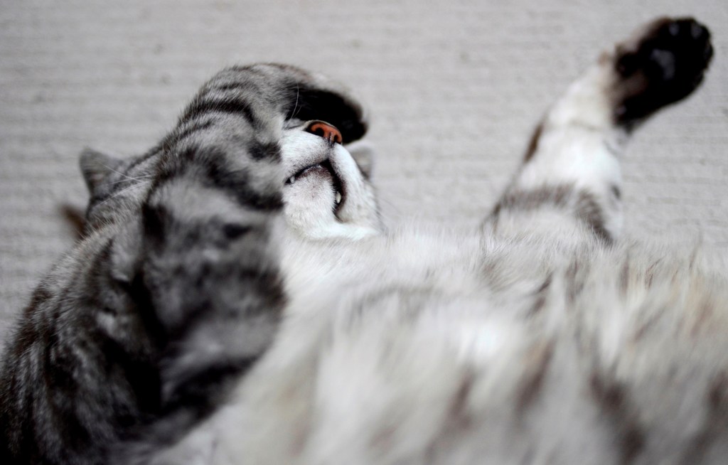 猫/真っ赤なお鼻？の…