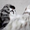 猫/真っ赤なお鼻？の…