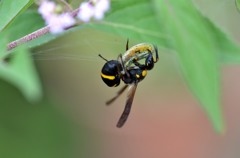 殺シーンなんですが…　２題②/花・草木＋α