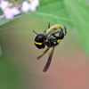 殺シーンなんですが…　２題②/花・草木＋α