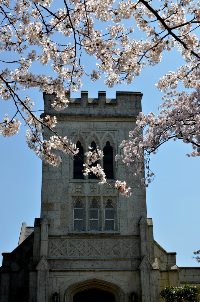 横浜の教会と桜　３題①