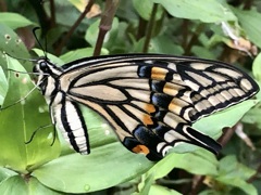 組み写真2−1 / アゲハと子供達