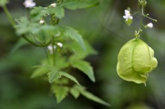 ほおずき/花・草木