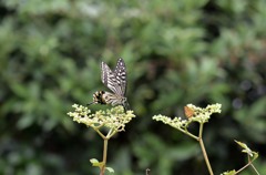 変則？二頭撮り　２題②/花・草木＋α