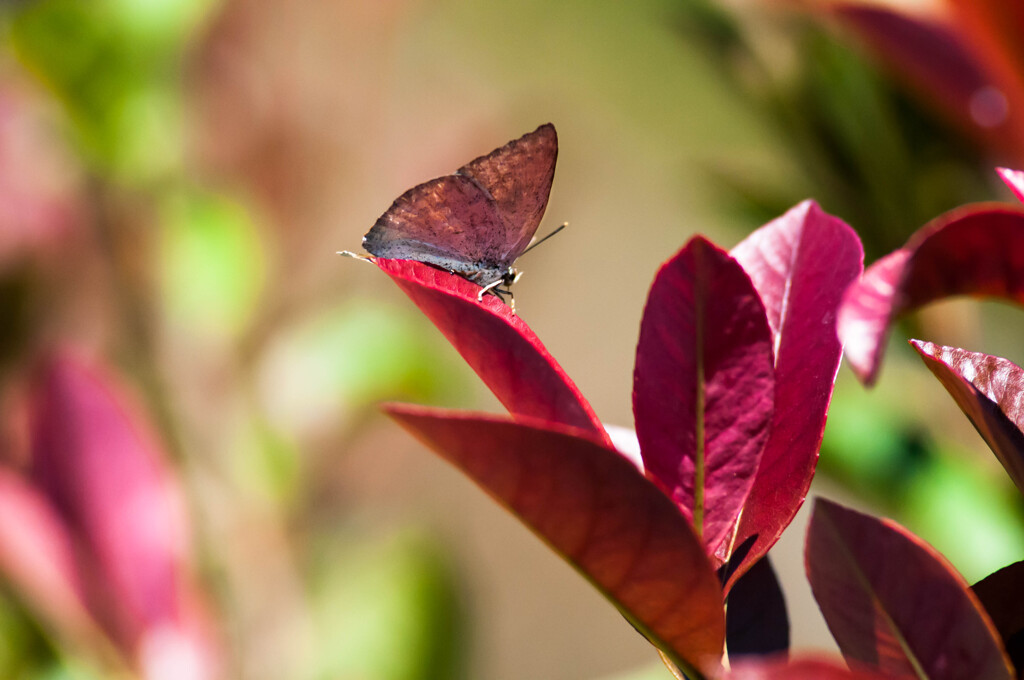 朱色に染まる裏銀シジミ