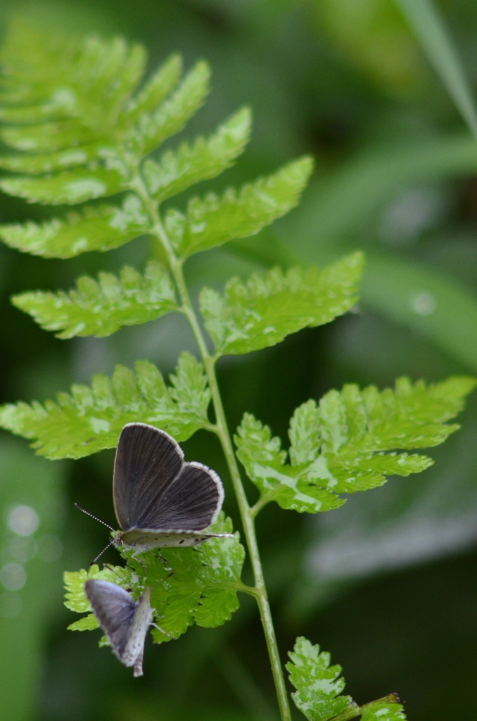 花・草木＋α/追加・１　愛の語らい？
