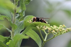花・草木＋α/蜂３題③　スズメバチ