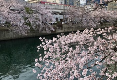 大岡川の桜