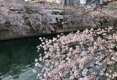 大岡川の桜