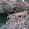 大岡川の桜
