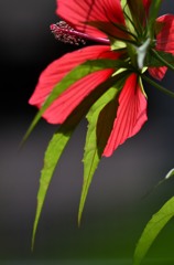 花・草木/もみじあおい
