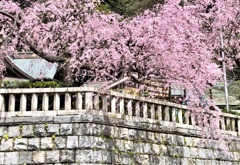 ご近所の枝垂れ桜