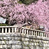 ご近所の枝垂れ桜