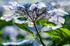 寄ったアジサイ・２まで / 私的花・草木