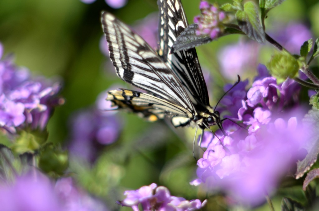 在庫処理・４　　アゲハ/花・草木＋α