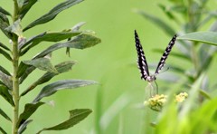 花・草木＋α/カマクラアゲハ３題　②