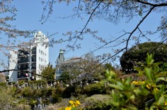 横浜桜スケッチ　２題①