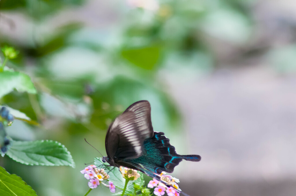 600mmのチョウ・3 / 私選黒いアゲハ