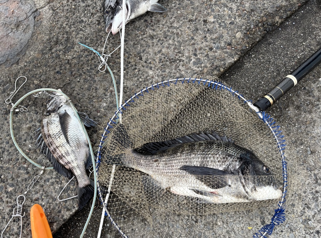 釣り好き専用です / iphoneスケッチ