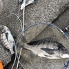 釣り好き専用です / iphoneスケッチ
