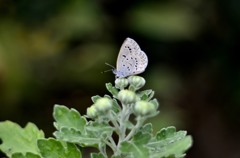 花・草木＋α/新鮮ネタ２題　②