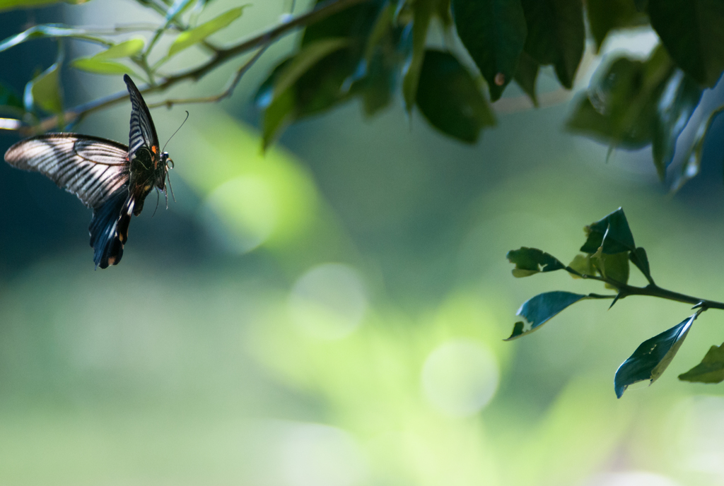アゲハ！/新・◆花・草木+α