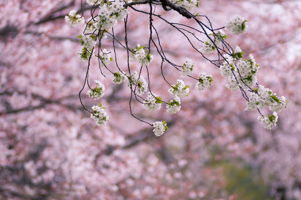 桜２題・１/私的花・草木