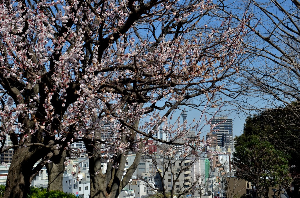 山手イタリア山庭園の梅/私的花・草木