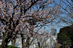山手イタリア山庭園の梅/私的花・草木