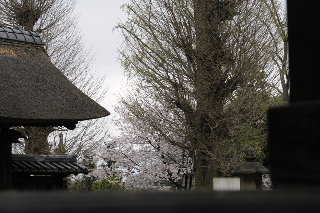 古刹の桜/私的横浜の桜